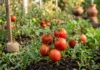 Tomate ganha mapa genético com 5,76 milhões de variantes e revela genes ligados ao tamanho e à defesa Tomate ganha mapa genético com 5,76 milhões de variantes e revela genes ligados ao tamanho e à defesa