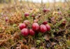 Cranberry selvagem guarda duas histórias genéticas desde a Era do Gelo, mas uma ficou fora dos cultivos Cranberry selvagem guarda duas histórias genéticas desde a Era do Gelo, mas uma ficou fora dos cultivos
