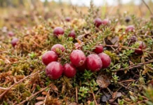Cranberry selvagem guarda duas histórias genéticas desde a Era do Gelo, mas uma ficou fora dos cultivos Cranberry selvagem guarda duas histórias genéticas desde a Era do Gelo, mas uma ficou fora dos cultivos