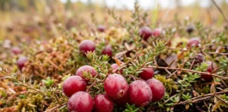 Cranberry selvagem guarda duas histórias genéticas desde a Era do Gelo, mas uma ficou fora dos cultivos Cranberry selvagem guarda duas histórias genéticas desde a Era do Gelo, mas uma ficou fora dos cultivos