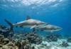 Ouvidos de 10 espécies de tubarão revelam formas variadas, e a evolução pode pesar mais que o habitat Ouvidos de 10 espécies de tubarão revelam formas variadas, e a evolução pode pesar mais que o habitat