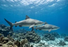 Ouvidos de 10 espécies de tubarão revelam formas variadas, e a evolução pode pesar mais que o habitat Ouvidos de 10 espécies de tubarão revelam formas variadas, e a evolução pode pesar mais que o habitat