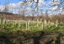 Reflorestamento e fauna: lavoura inglesa virou mata de 101 mil árvores Reflorestamento e fauna: lavoura inglesa virou mata de 101 mil árvores
