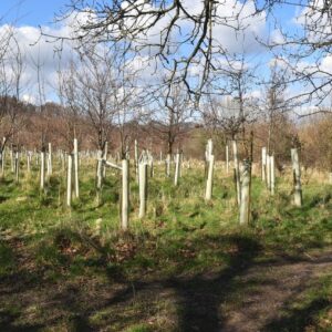 Reflorestamento e fauna: lavoura inglesa virou mata de 101 mil árvores Reflorestamento e fauna: lavoura inglesa virou mata de 101 mil árvores