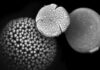 Pólen fossilizado revela 25 mil anos de mudanças nas gramíneas e reabre pistas sobre climas antigos Pólen fossilizado revela 25 mil anos de mudanças nas gramíneas e reabre pistas sobre climas antigos