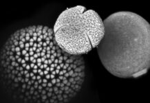 Pólen fossilizado revela 25 mil anos de mudanças nas gramíneas e reabre pistas sobre climas antigos Pólen fossilizado revela 25 mil anos de mudanças nas gramíneas e reabre pistas sobre climas antigos