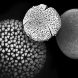 Pólen fossilizado revela 25 mil anos de mudanças nas gramíneas e reabre pistas sobre climas antigos Pólen fossilizado revela 25 mil anos de mudanças nas gramíneas e reabre pistas sobre climas antigos