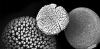 Pólen fossilizado revela 25 mil anos de mudanças nas gramíneas e reabre pistas sobre climas antigos Pólen fossilizado revela 25 mil anos de mudanças nas gramíneas e reabre pistas sobre climas antigos