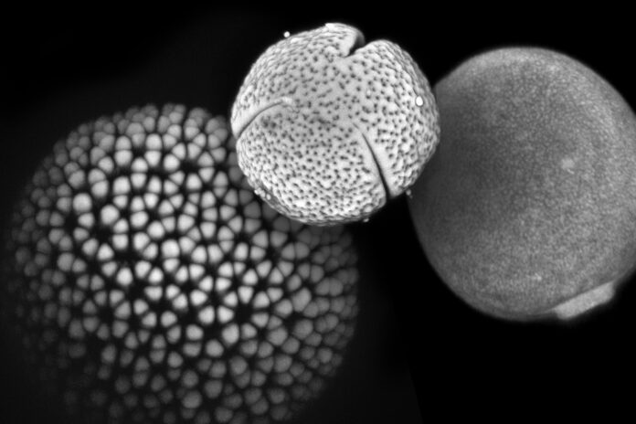 Pólen fossilizado revela 25 mil anos de mudanças nas gramíneas e reabre pistas sobre climas antigos Pólen fossilizado revela 25 mil anos de mudanças nas gramíneas e reabre pistas sobre climas antigos