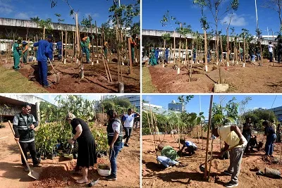 Concreto vira área permeável com 3.610 árvores plantadas sob viadutos da Avenida ACM, em Salvador Concreto vira área permeável com 3.610 árvores plantadas sob viadutos da Avenida ACM, em Salvador
