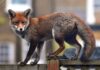 Cidades mudam patas, asas e genes de animais em poucas gerações, e a Amazônia acompanha essa corrida Cidades mudam patas, asas e genes de animais em poucas gerações, e a Amazônia acompanha essa corrida