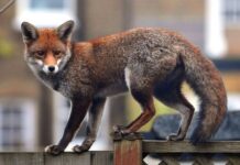 Cidades mudam patas, asas e genes de animais em poucas gerações, e a Amazônia acompanha essa corrida Cidades mudam patas, asas e genes de animais em poucas gerações, e a Amazônia acompanha essa corrida