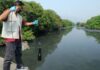 Rios do Rio levam cocaína à Baía de Guanabara, e teste com peixes revela danos em doses ambientais Rios do Rio levam cocaína à Baía de Guanabara, e teste com peixes revela danos em doses ambientais
