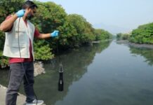 Rios do Rio levam cocaína à Baía de Guanabara, e teste com peixes revela danos em doses ambientais Rios do Rio levam cocaína à Baía de Guanabara, e teste com peixes revela danos em doses ambientais