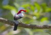 Ave de 20 gramas depende de nascentes no Ceará e ganha refúgio de 5.540 hectares na Chapada do Araripe Ave de 20 gramas depende de nascentes no Ceará e ganha refúgio de 5.540 hectares na Chapada do Araripe