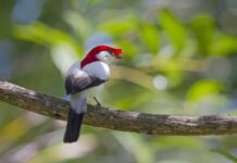 Ave de 20 gramas depende de nascentes no Ceará e ganha refúgio de 5.540 hectares na Chapada do Araripe Ave de 20 gramas depende de nascentes no Ceará e ganha refúgio de 5.540 hectares na Chapada do Araripe