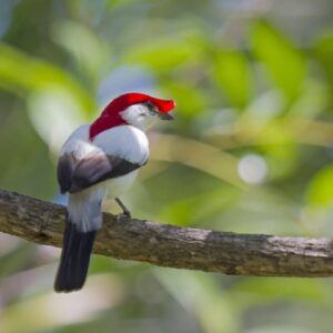 Ave de 20 gramas depende de nascentes no Ceará e ganha refúgio de 5.540 hectares na Chapada do Araripe Ave de 20 gramas depende de nascentes no Ceará e ganha refúgio de 5.540 hectares na Chapada do Araripe