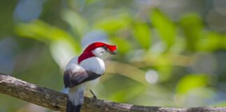 Ave de 20 gramas depende de nascentes no Ceará e ganha refúgio de 5.540 hectares na Chapada do Araripe Ave de 20 gramas depende de nascentes no Ceará e ganha refúgio de 5.540 hectares na Chapada do Araripe