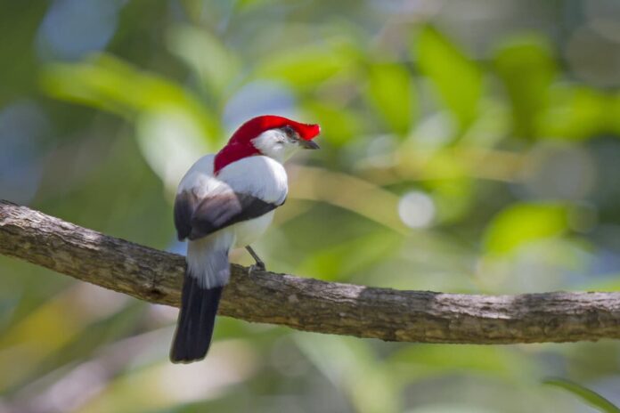 Ave de 20 gramas depende de nascentes no Ceará e ganha refúgio de 5.540 hectares na Chapada do Araripe Ave de 20 gramas depende de nascentes no Ceará e ganha refúgio de 5.540 hectares na Chapada do Araripe