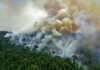 Novo Congresso terá 68,9% de parlamentares com baixa adesão ambiental e amplia risco de retrocessos Novo Congresso terá 68,9% de parlamentares com baixa adesão ambiental e amplia risco de retrocessos