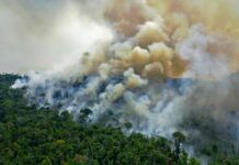 Novo Congresso terá 68,9% de parlamentares com baixa adesão ambiental e amplia risco de retrocessos Novo Congresso terá 68,9% de parlamentares com baixa adesão ambiental e amplia risco de retrocessos