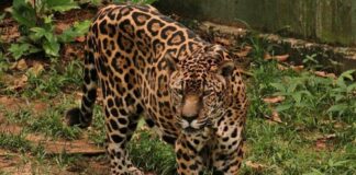 Guardião perde a mãe para a caça, chega aos 25 anos em Manaus e conquista recorde mundial Guardião perde a mãe para a caça, chega aos 25 anos em Manaus e conquista recorde mundial