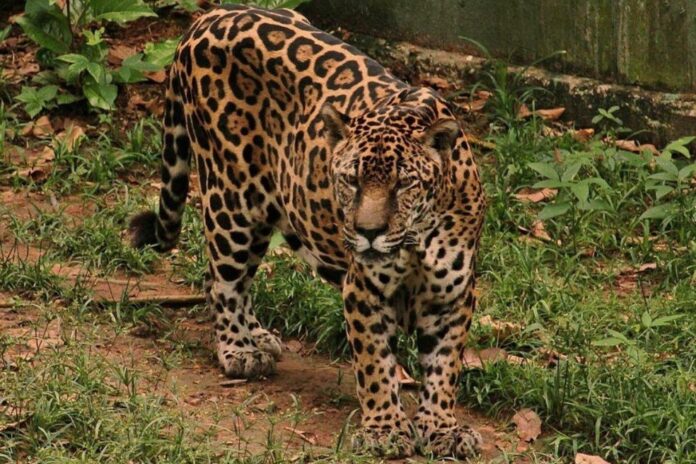 Guardião perde a mãe para a caça, chega aos 25 anos em Manaus e conquista recorde mundial Guardião perde a mãe para a caça, chega aos 25 anos em Manaus e conquista recorde mundial