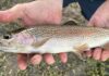 Bacia do Iguaçu reúne 70% de peixes únicos, mas clima pode abrir caminho para cinco invasores Bacia do Iguaçu reúne 70% de peixes únicos, mas clima pode abrir caminho para cinco invasores