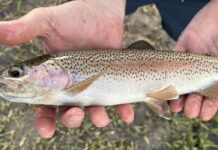 Bacia do Iguaçu reúne 70% de peixes únicos, mas clima pode abrir caminho para cinco invasores Bacia do Iguaçu reúne 70% de peixes únicos, mas clima pode abrir caminho para cinco invasores