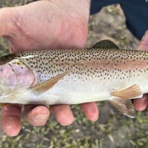 Bacia do Iguaçu reúne 70% de peixes únicos, mas clima pode abrir caminho para cinco invasores Bacia do Iguaçu reúne 70% de peixes únicos, mas clima pode abrir caminho para cinco invasores