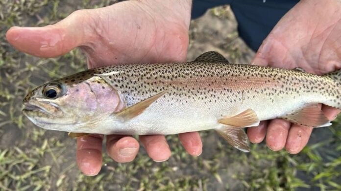 Bacia do Iguaçu reúne 70% de peixes únicos, mas clima pode abrir caminho para cinco invasores Bacia do Iguaçu reúne 70% de peixes únicos, mas clima pode abrir caminho para cinco invasores