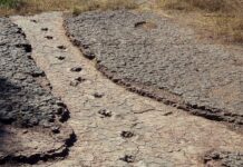 Dinossauros na Amazônia: por que achamos tão poucos fósseis? Dinossauros na Amazônia: por que achamos tão poucos fósseis?