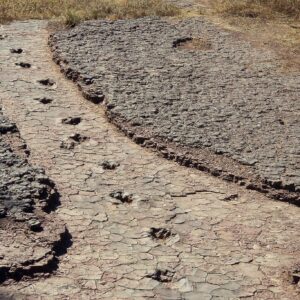Dinossauros na Amazônia: por que achamos tão poucos fósseis? Dinossauros na Amazônia: por que achamos tão poucos fósseis?