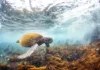 Relatório aponta queda de 73% em populações de animais, mas recuperações mostram como a natureza reage Relatório aponta queda de 73% em populações de animais, mas recuperações mostram como a natureza reage