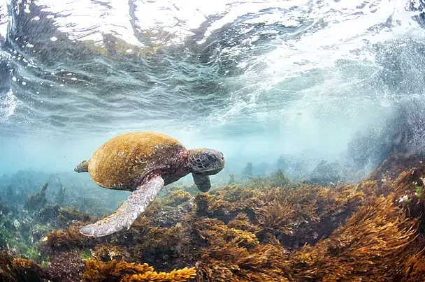 Relatório aponta queda de 73% em populações de animais, mas recuperações mostram como a natureza reage Relatório aponta queda de 73% em populações de animais, mas recuperações mostram como a natureza reage