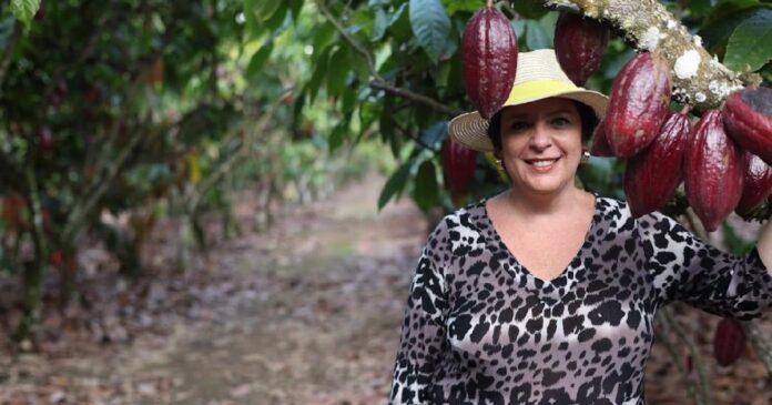 Cacau ganha força com solo vivo, enxertia e diversidade de culturas, do Espírito Santo à Amazônia Cacau ganha força com solo vivo, enxertia e diversidade de culturas, do Espírito Santo à Amazônia