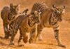 Relatório aponta recuperação de tigres, elefantes e tartarugas após décadas de perdas na biodiversidade Relatório aponta recuperação de tigres, elefantes e tartarugas após décadas de perdas na biodiversidade