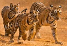 Relatório aponta recuperação de tigres, elefantes e tartarugas após décadas de perdas na biodiversidade Relatório aponta recuperação de tigres, elefantes e tartarugas após décadas de perdas na biodiversidade