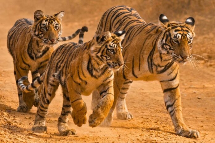 Relatório aponta recuperação de tigres, elefantes e tartarugas após décadas de perdas na biodiversidade Relatório aponta recuperação de tigres, elefantes e tartarugas após décadas de perdas na biodiversidade
