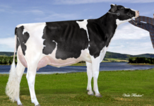 De cavalos milionários a besouros raros: 10 animais que chegaram a custar até US$ 16 milhões De cavalos milionários a besouros raros: 10 animais que chegaram a custar até US$ 16 milhões