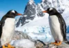 DNA revela quatro espécies de pinguim gentoo nas ilhas Kerguelen e aponta risco de perda de habitat até 2050 DNA revela quatro espécies de pinguim gentoo nas ilhas Kerguelen e aponta risco de perda de habitat até 2050
