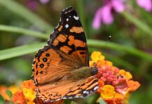 Borboletas ganharam uma célula extra em cada olho e passaram a distinguir mais cores das flores Borboletas ganharam uma célula extra em cada olho e passaram a distinguir mais cores das flores