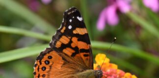 Borboletas ganharam uma célula extra em cada olho e passaram a distinguir mais cores das flores Borboletas ganharam uma célula extra em cada olho e passaram a distinguir mais cores das flores