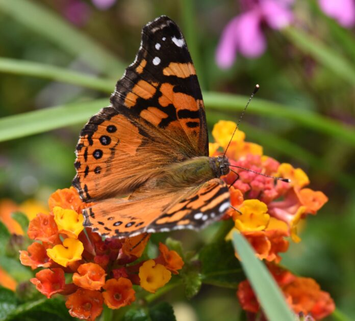Borboletas ganharam uma célula extra em cada olho e passaram a distinguir mais cores das flores Borboletas ganharam uma célula extra em cada olho e passaram a distinguir mais cores das flores