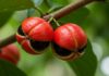 Casca do guaraná vira fonte de cafeína com solvente de açúcar e corta etapas tóxicas na extração Casca do guaraná vira fonte de cafeína com solvente de açúcar e corta etapas tóxicas na extração
