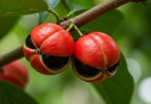 Casca do guaraná vira fonte de cafeína com solvente de açúcar e corta etapas tóxicas na extração Casca do guaraná vira fonte de cafeína com solvente de açúcar e corta etapas tóxicas na extração