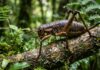 Inseto mais pesado do mundo volta a ocupar ilhas da Nova Zelândia após 11 mil solturas em 15 anos Inseto mais pesado do mundo volta a ocupar ilhas da Nova Zelândia após 11 mil solturas em 15 anos