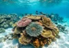Núcleo de coral de Maui registra 253 anos de mudanças na terra e revela quando o recife começou a declinar Núcleo de coral de Maui registra 253 anos de mudanças na terra e revela quando o recife começou a declinar