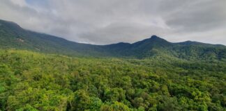 Fumaça de incêndios reduz em 24% a absorção de carbono da Amazônia e agrava perdas na seca Fumaça de incêndios reduz em 24% a absorção de carbono da Amazônia e agrava perdas na seca