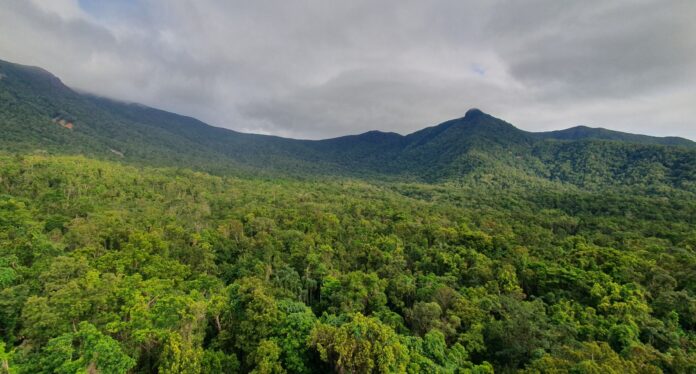 Fumaça de incêndios reduz em 24% a absorção de carbono da Amazônia e agrava perdas na seca Fumaça de incêndios reduz em 24% a absorção de carbono da Amazônia e agrava perdas na seca